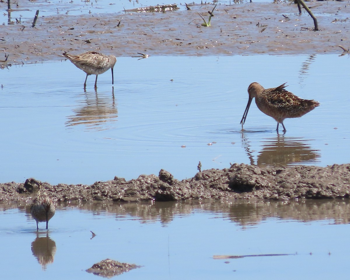 Short-billed/Long-billed Dowitcher - Karen Hogan