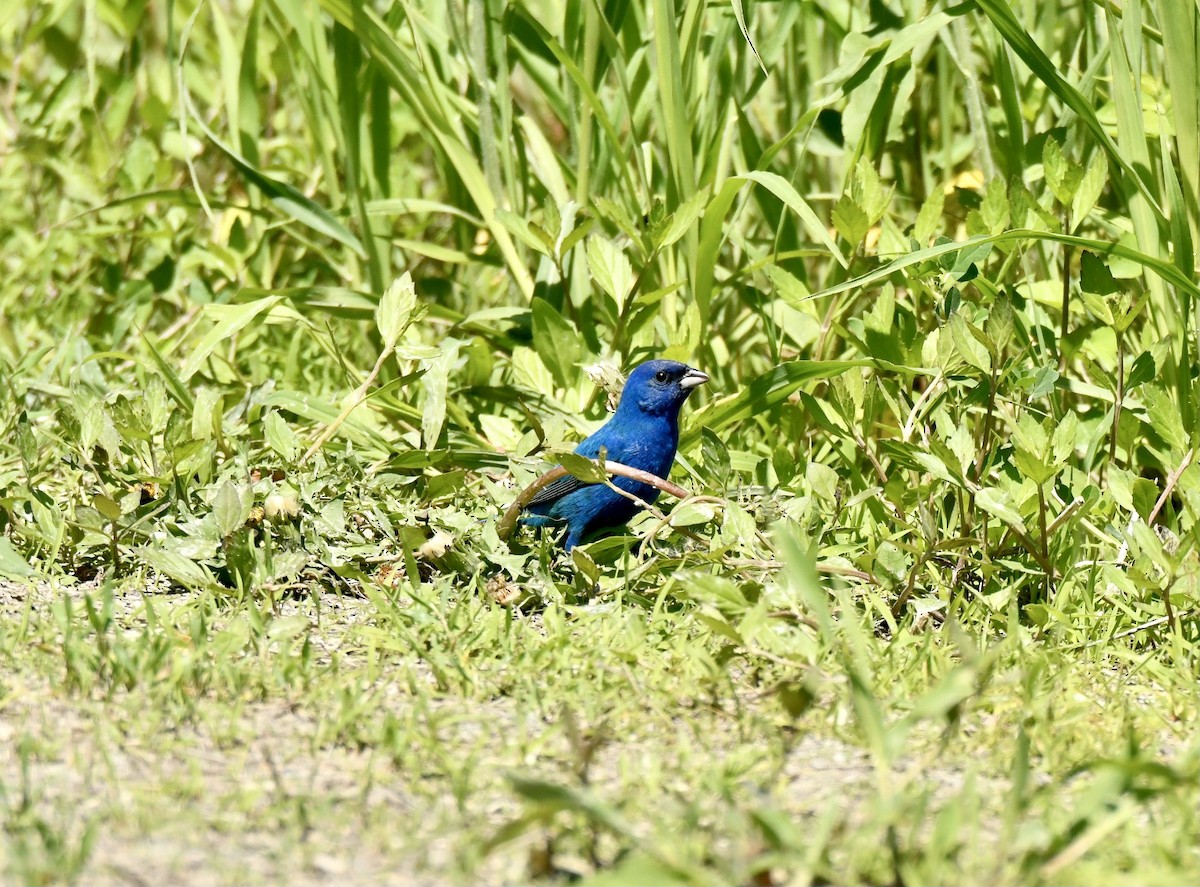 Indigo Bunting - Christine Beck