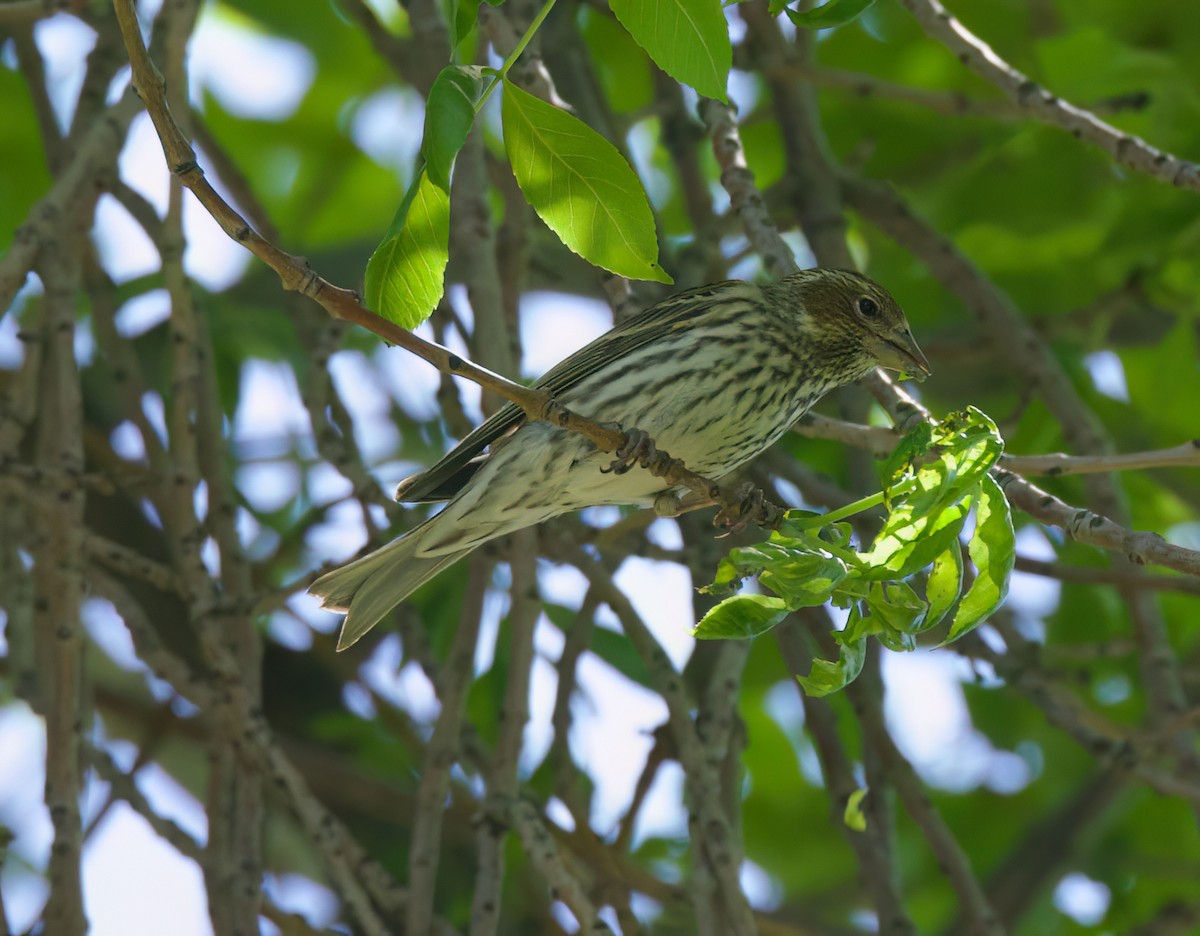 Cassin's Finch - ML619066937