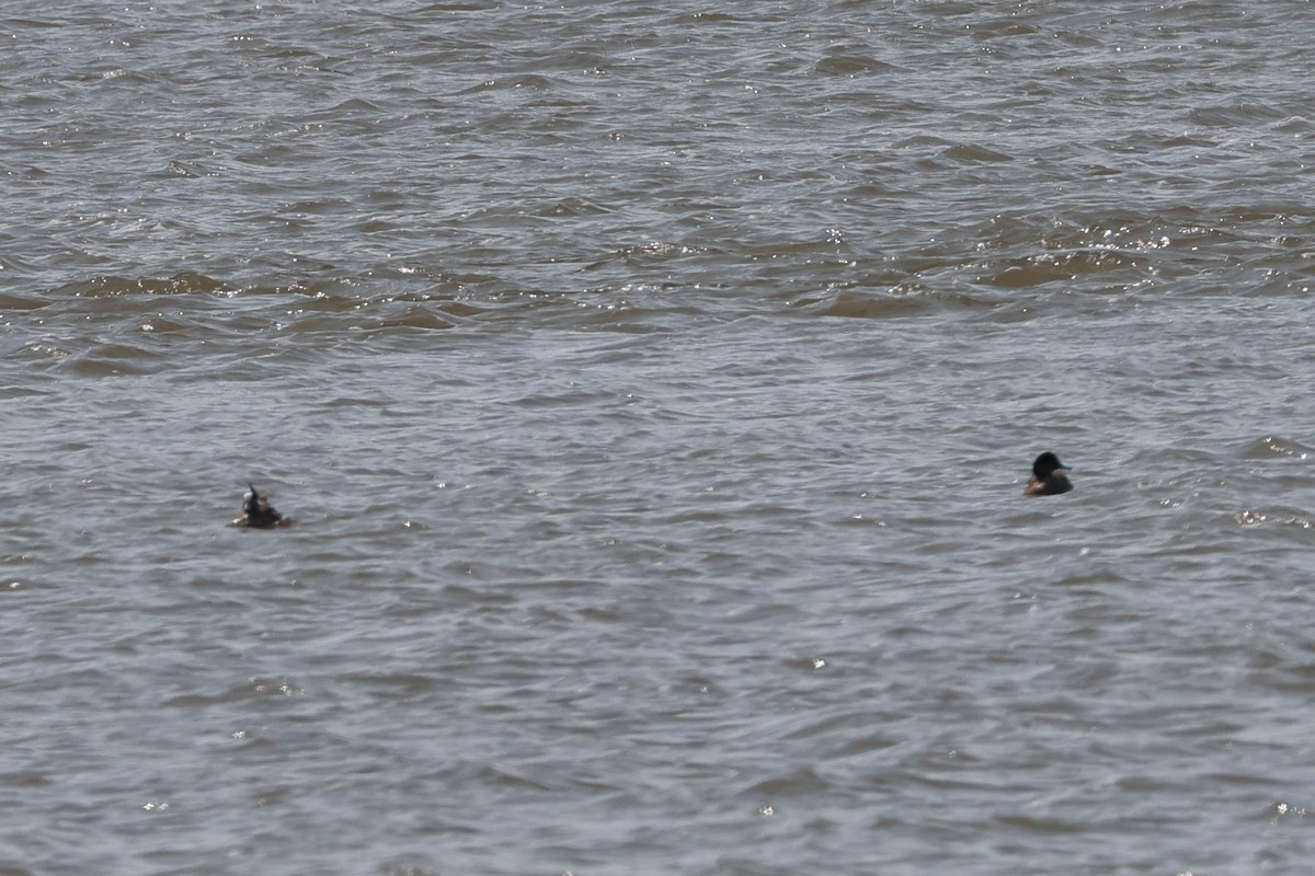 American Wigeon - ML619066938