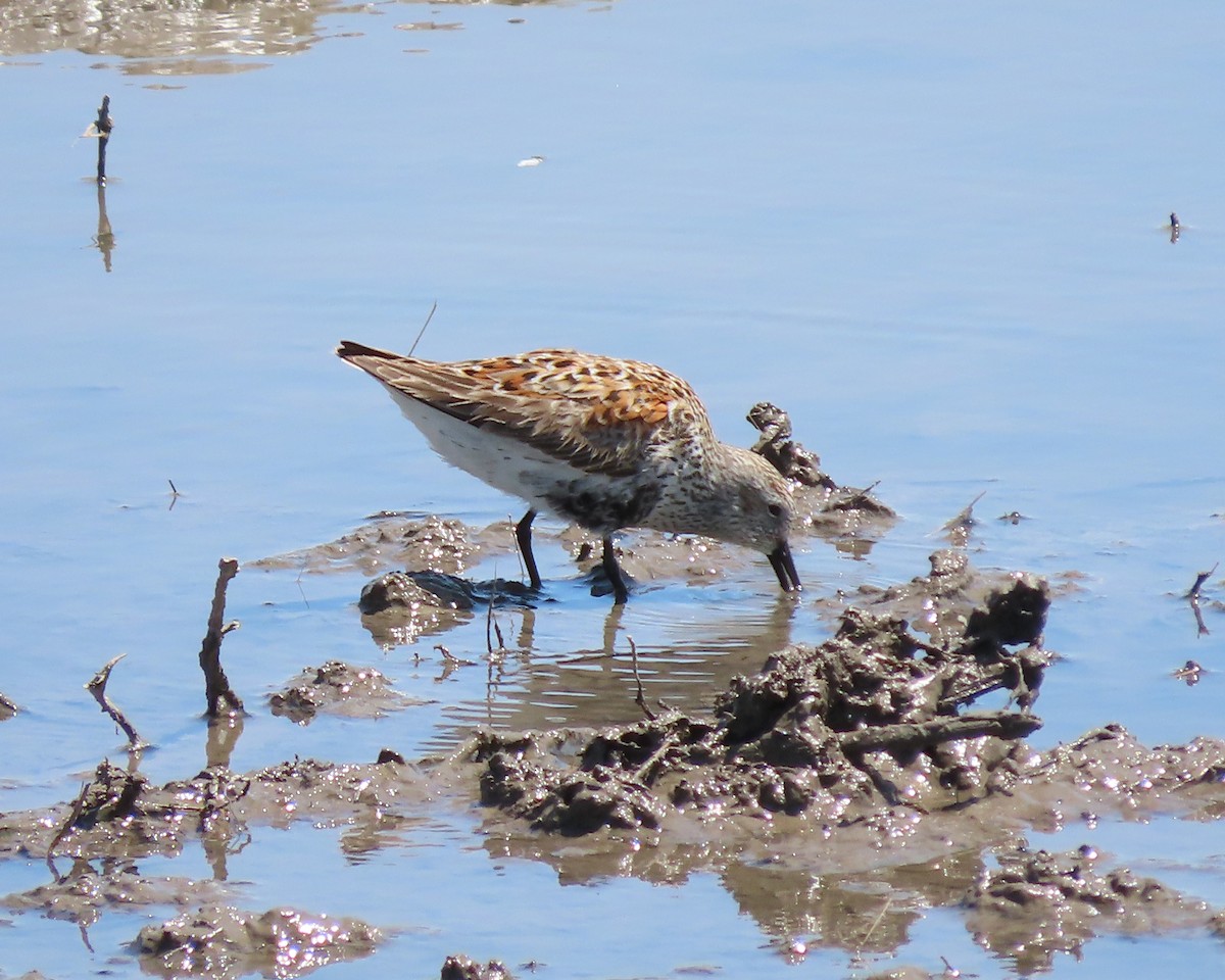 Dunlin - Karen Hogan