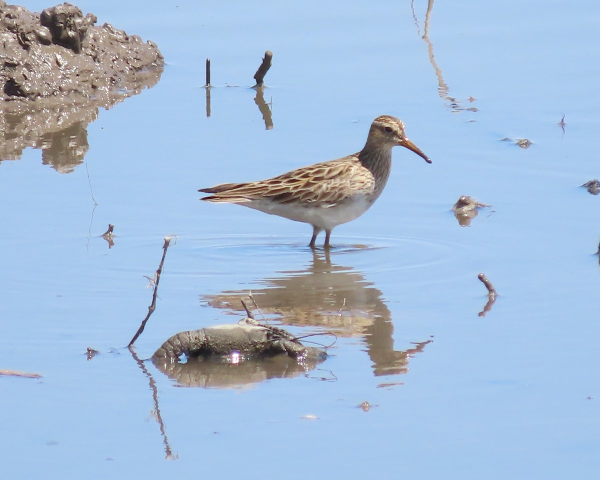 Pectoral Sandpiper - Karen Hogan