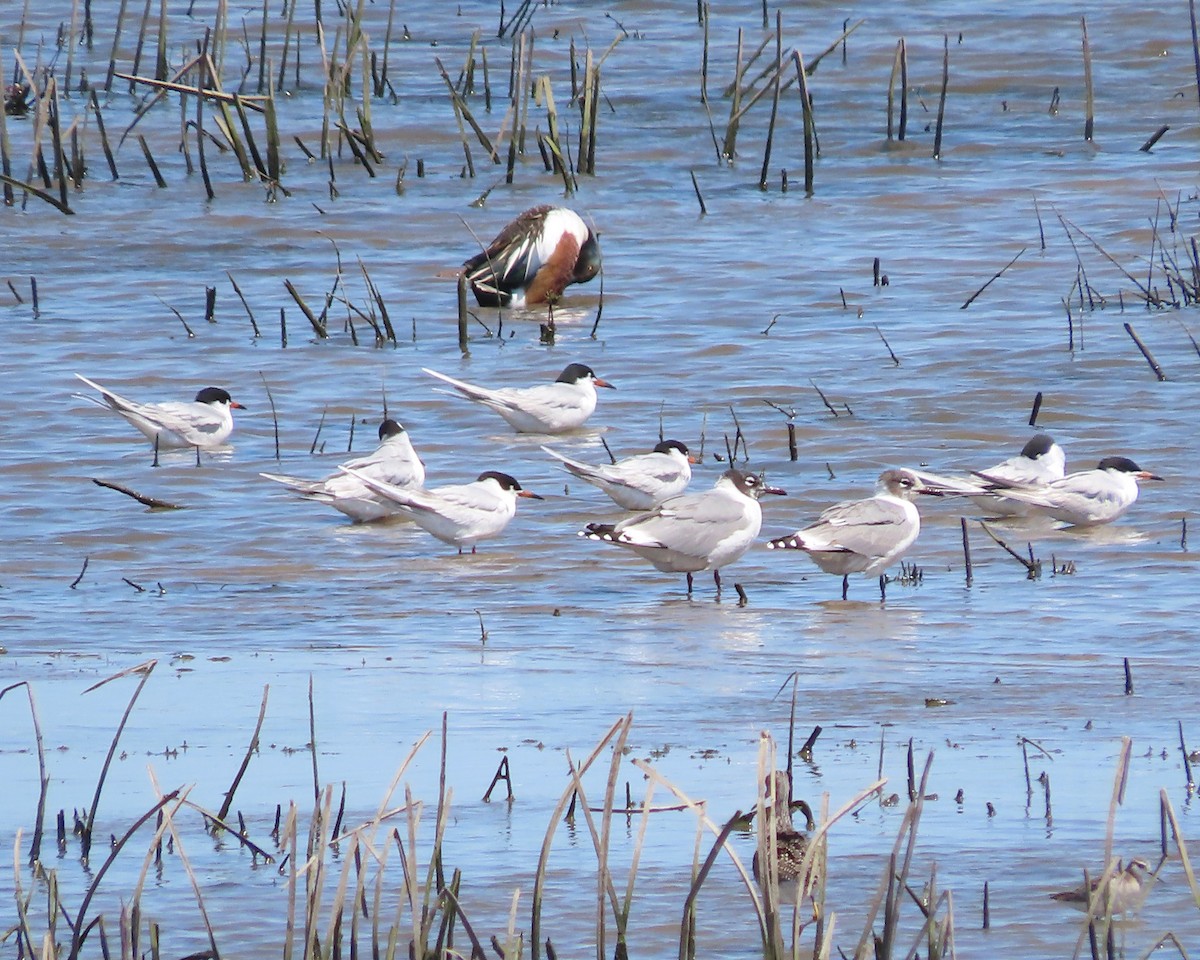 Franklin's Gull - Karen Hogan