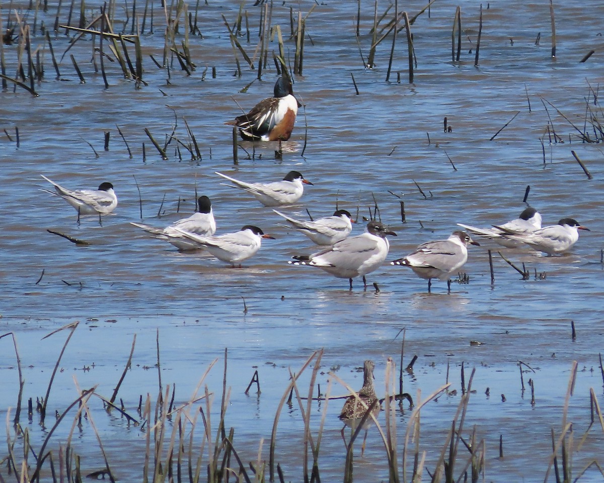 Franklin's Gull - ML619067001