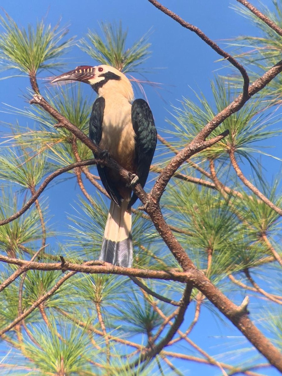 Visayan Hornbill - ML619067010