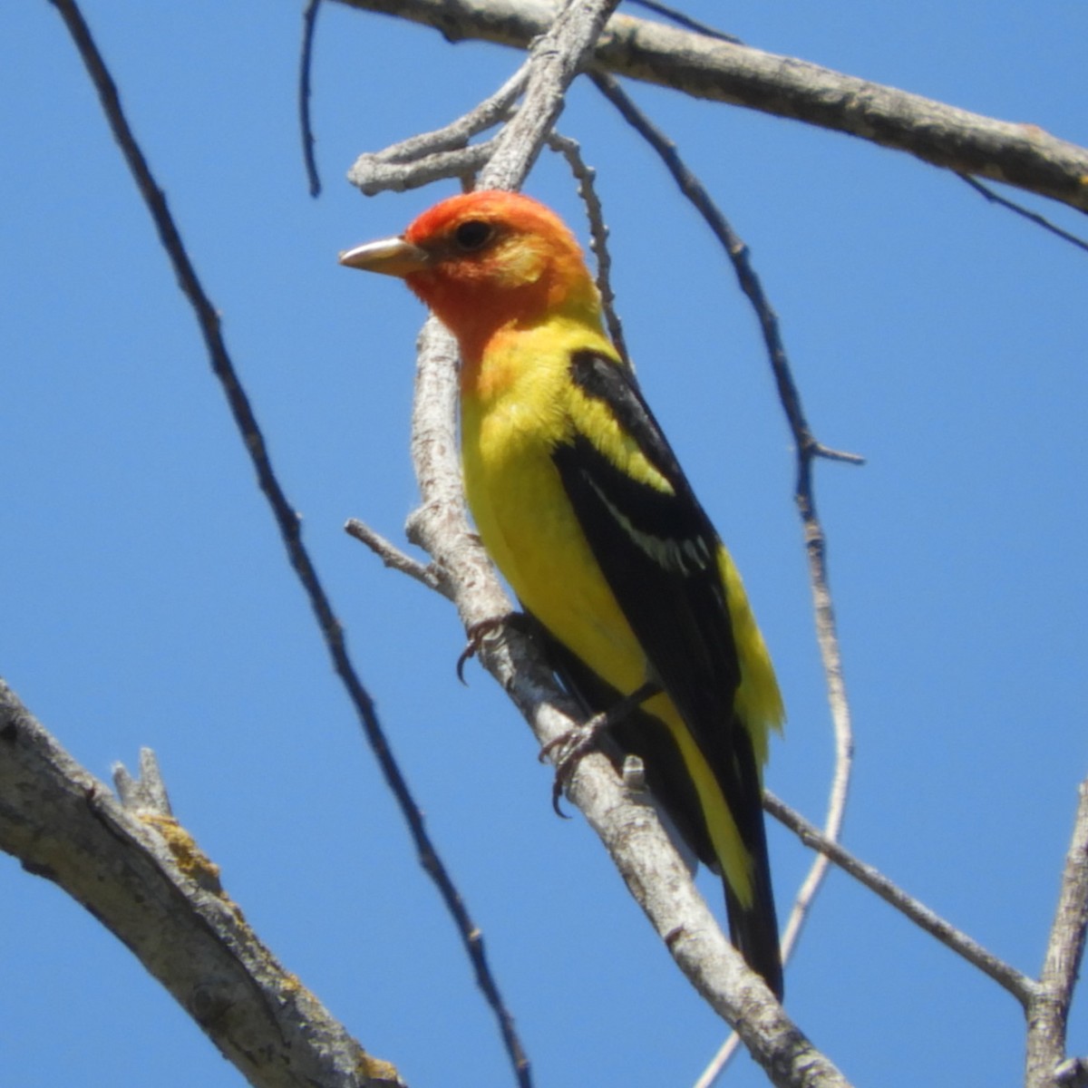 Western Tanager - Dale Swanberg