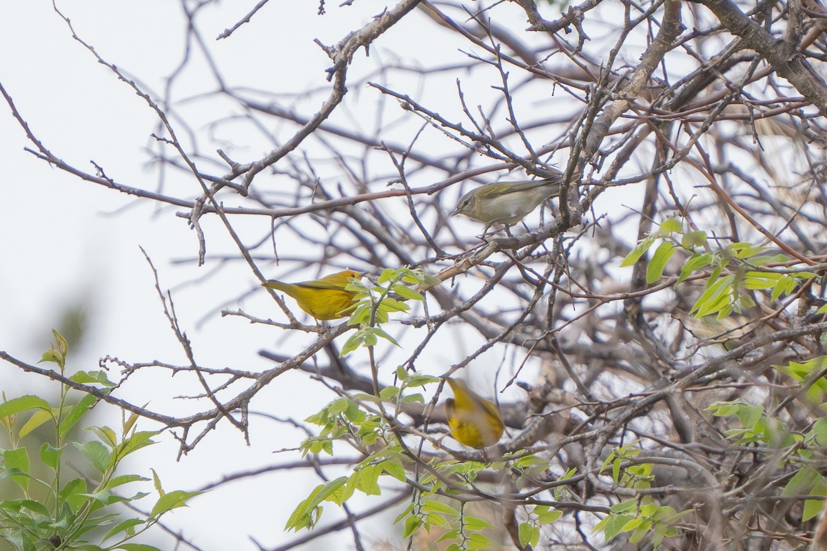 Tennessee Warbler - Robert Raker