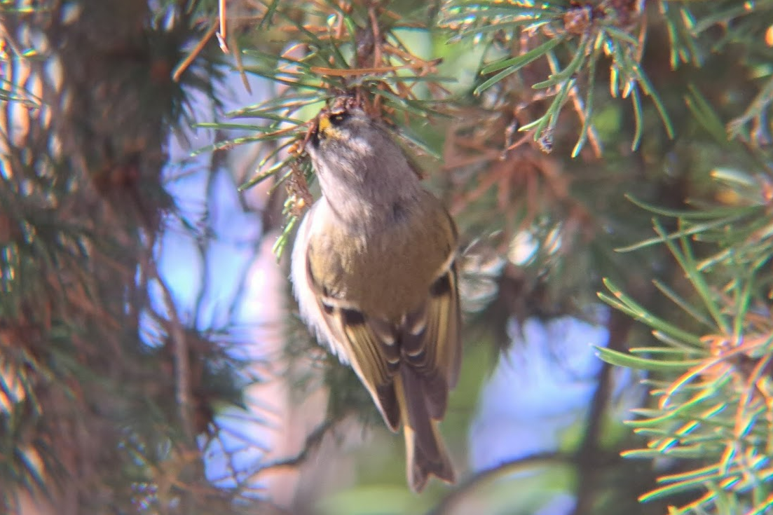 Golden-crowned Kinglet - Pierre Hendricks