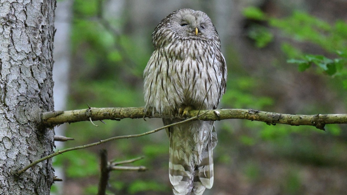 Ural Owl - Vlad Sladariu