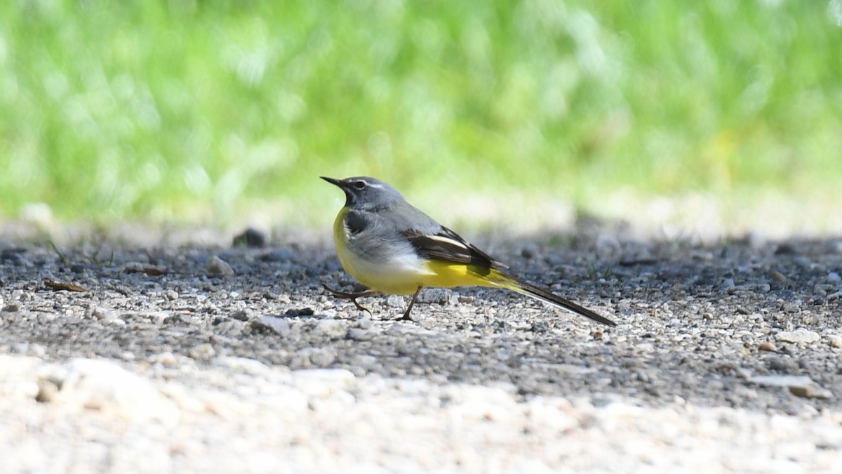 Gray Wagtail - Vlad Sladariu