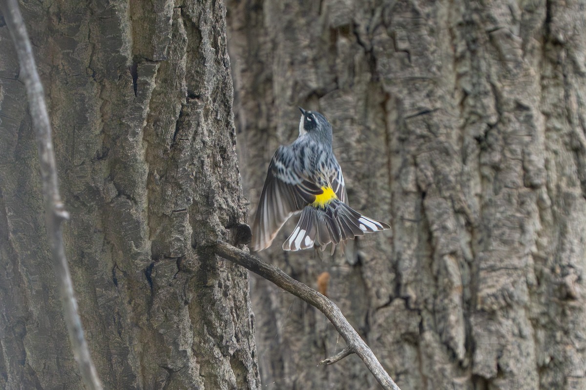 Yellow-rumped Warbler (Myrtle) - Robert Raker