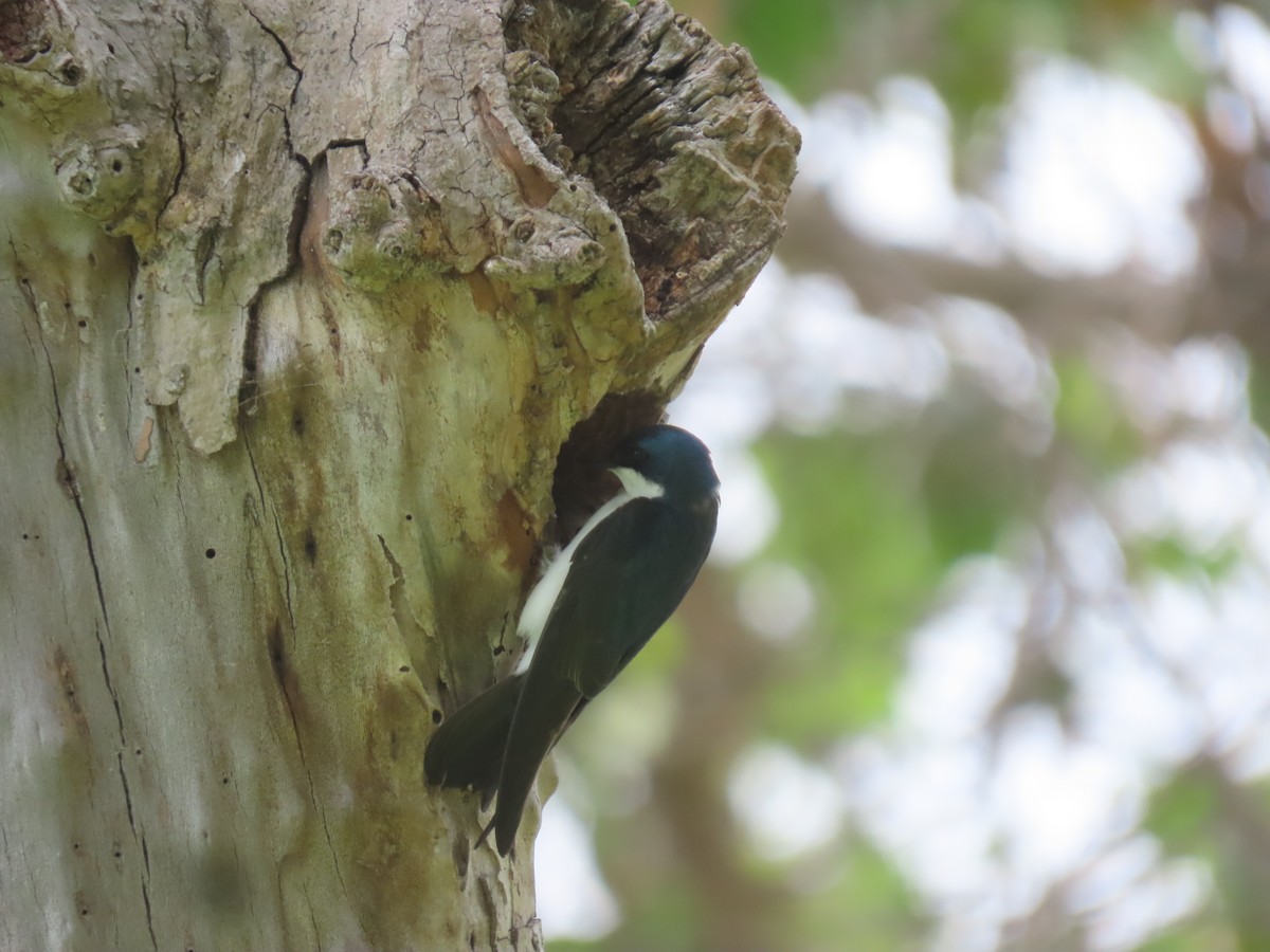 Tree Swallow - Joyce Brady