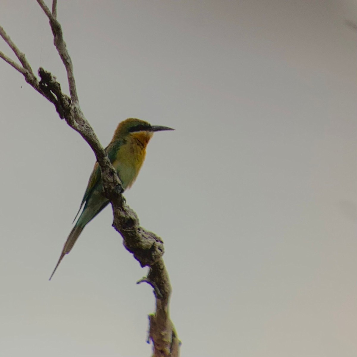 Blue-tailed Bee-eater - ML619067304