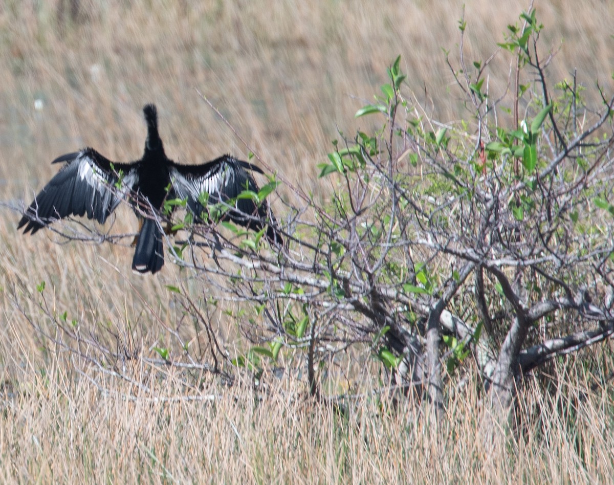 Anhinga - ML619067306