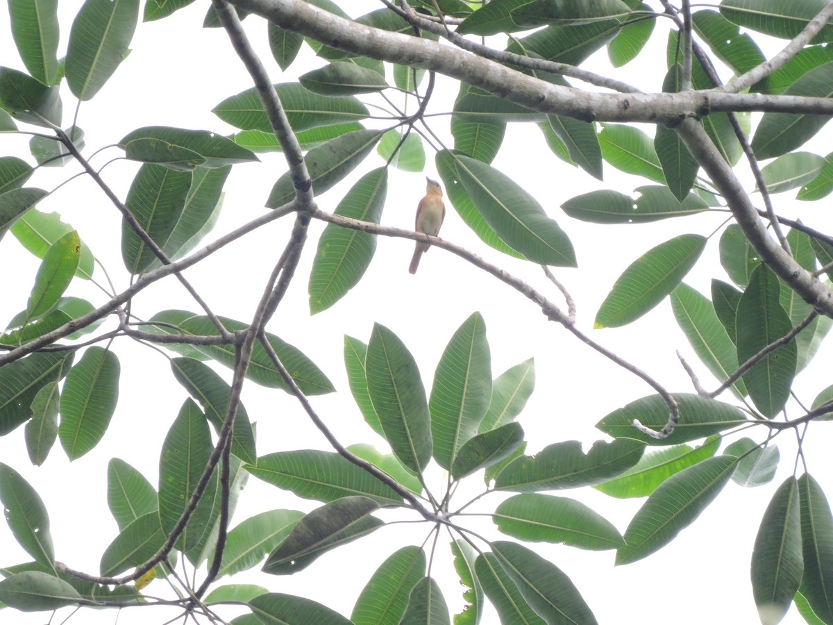 Chestnut-crowned Becard - Gerardo Javier Gaviria Cuellar