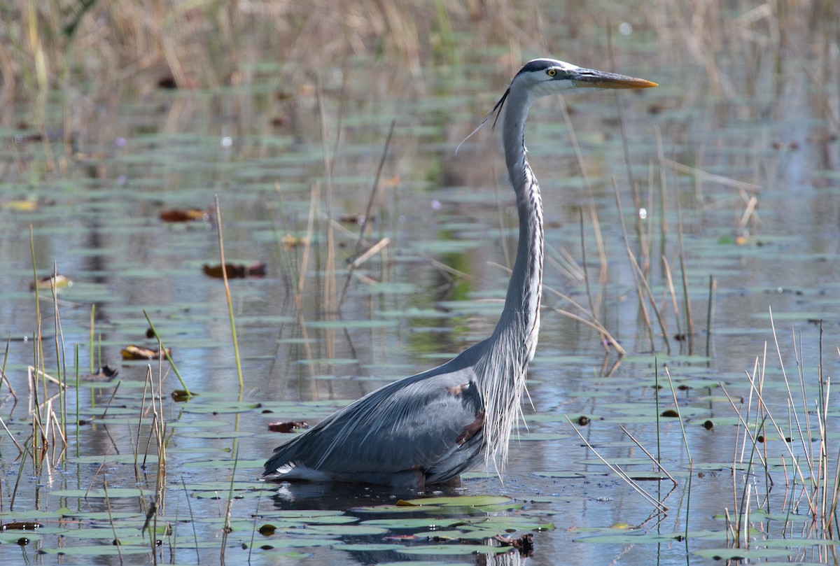 Great Blue Heron - ML619067322