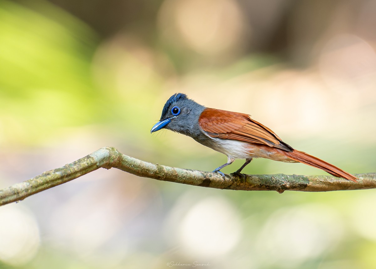 Blyth's Paradise-Flycatcher - Sakkarin Sansuk