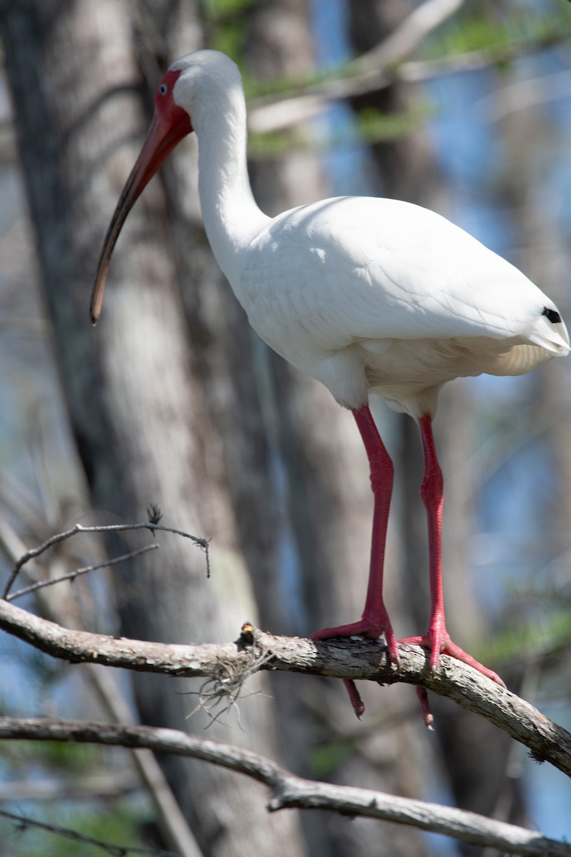 White Ibis - ML619067360