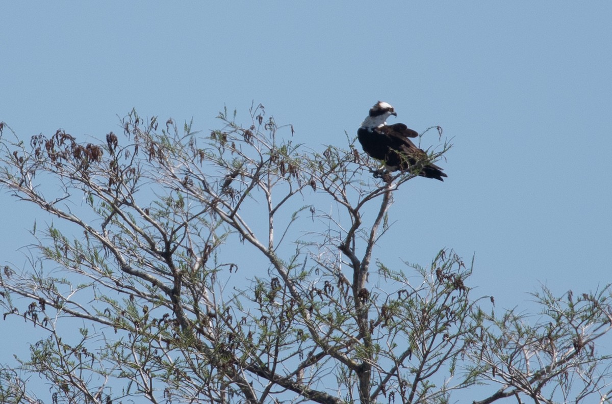 Osprey - Angie W