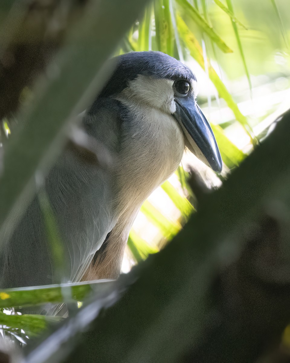 Boat-billed Heron - ML619067374