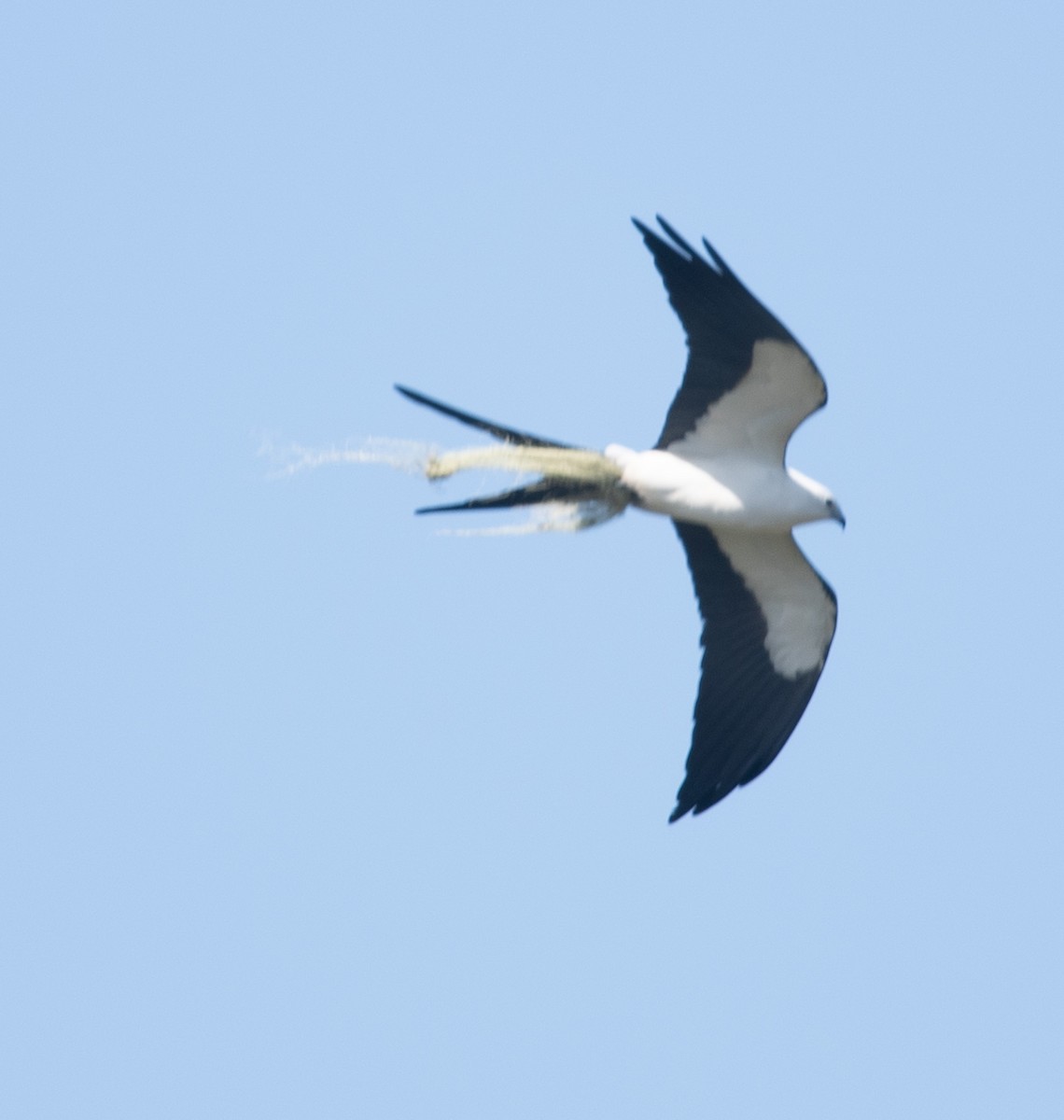 Swallow-tailed Kite - ML619067384