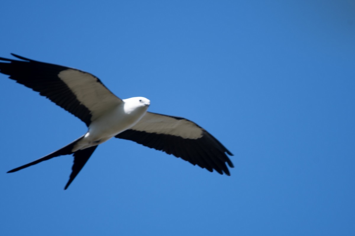 Swallow-tailed Kite - Angie W