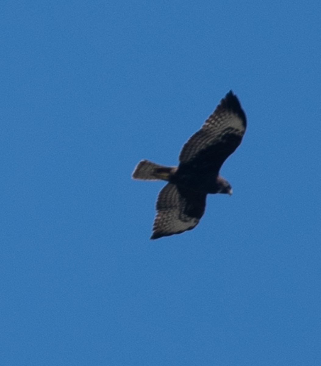 Short-tailed Hawk - Angie W