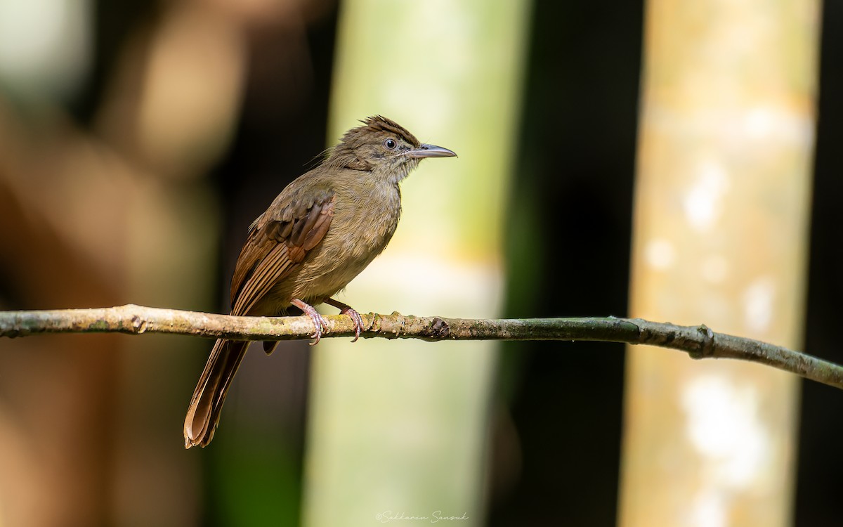 Olive/Buff-vented Bulbul - Sakkarin Sansuk