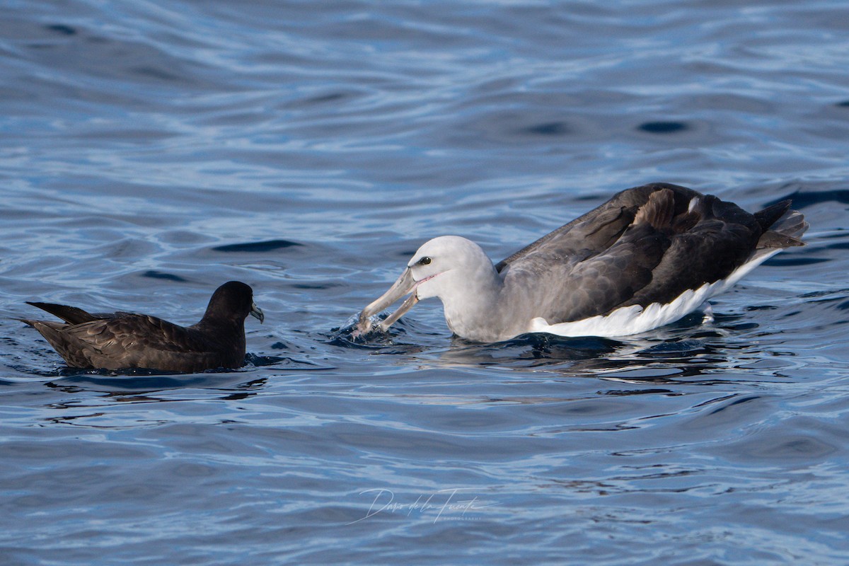 Salvin's Albatross - Darío de la Fuente - Chilean Nature