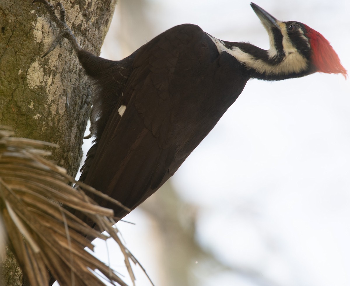 Pileated Woodpecker - ML619067407