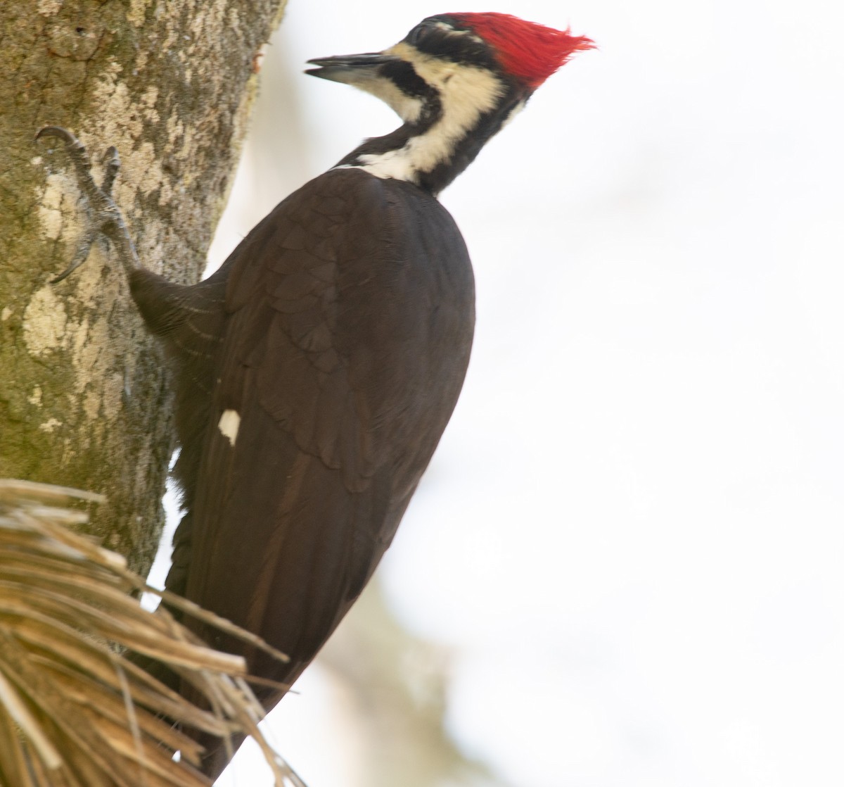 Pileated Woodpecker - ML619067408