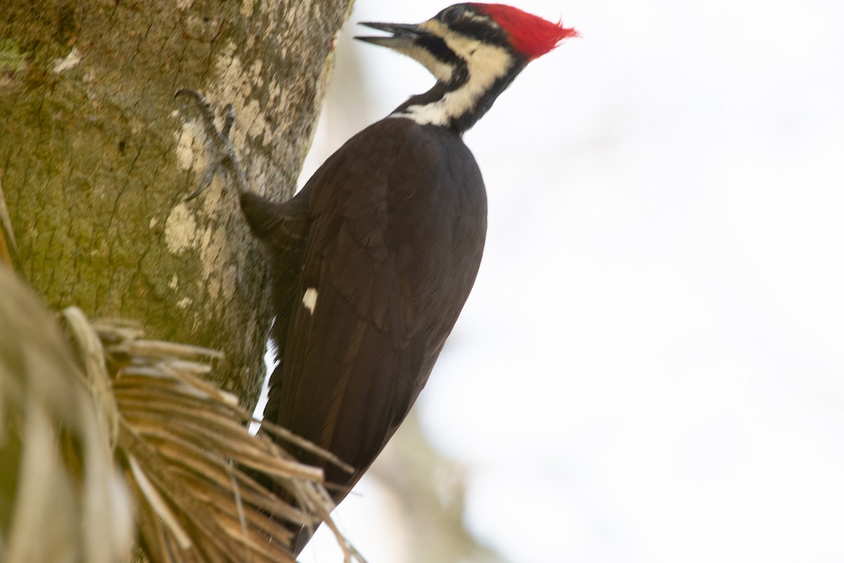 Pileated Woodpecker - ML619067409