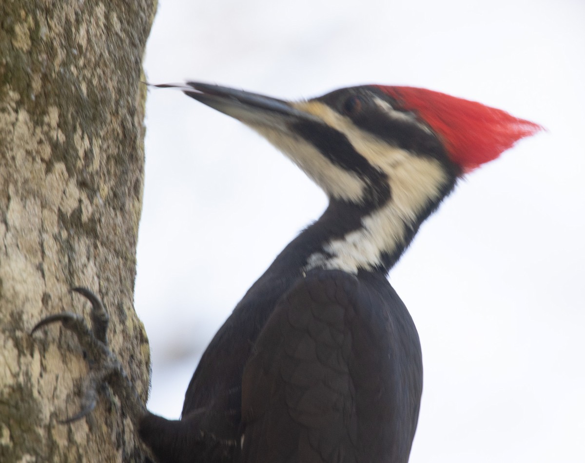 Pileated Woodpecker - ML619067410