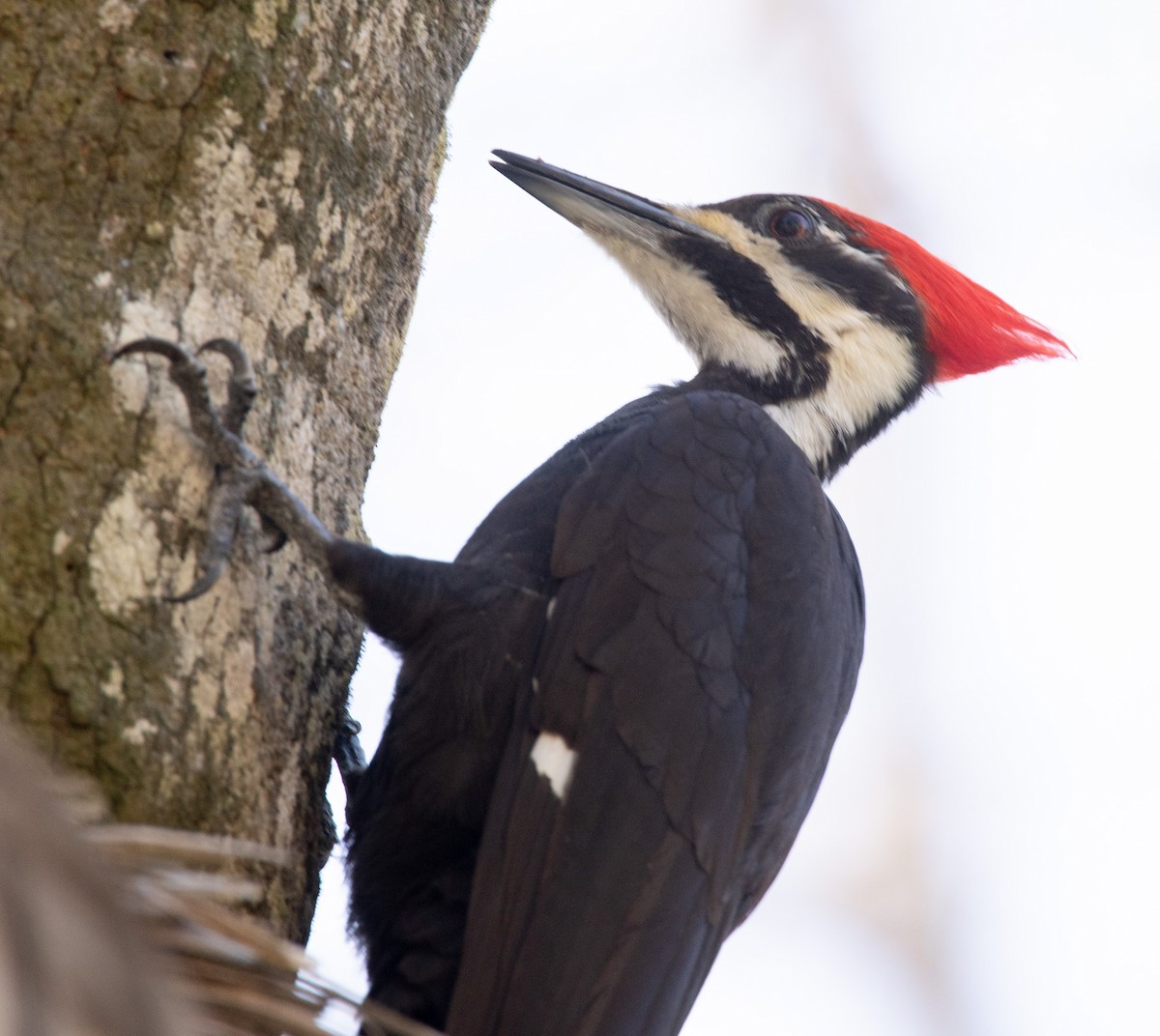 Pileated Woodpecker - ML619067412