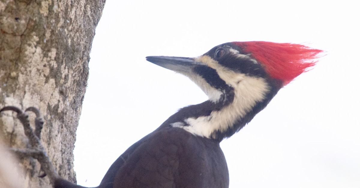 Pileated Woodpecker - ML619067413