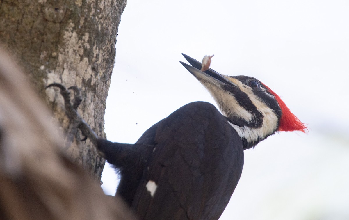 Pileated Woodpecker - Angie W