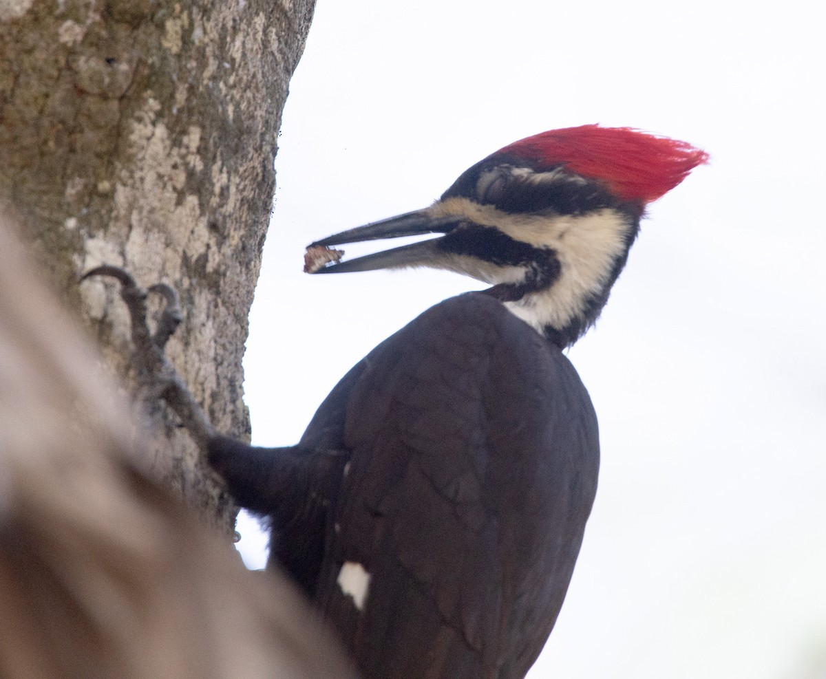 Pileated Woodpecker - ML619067415