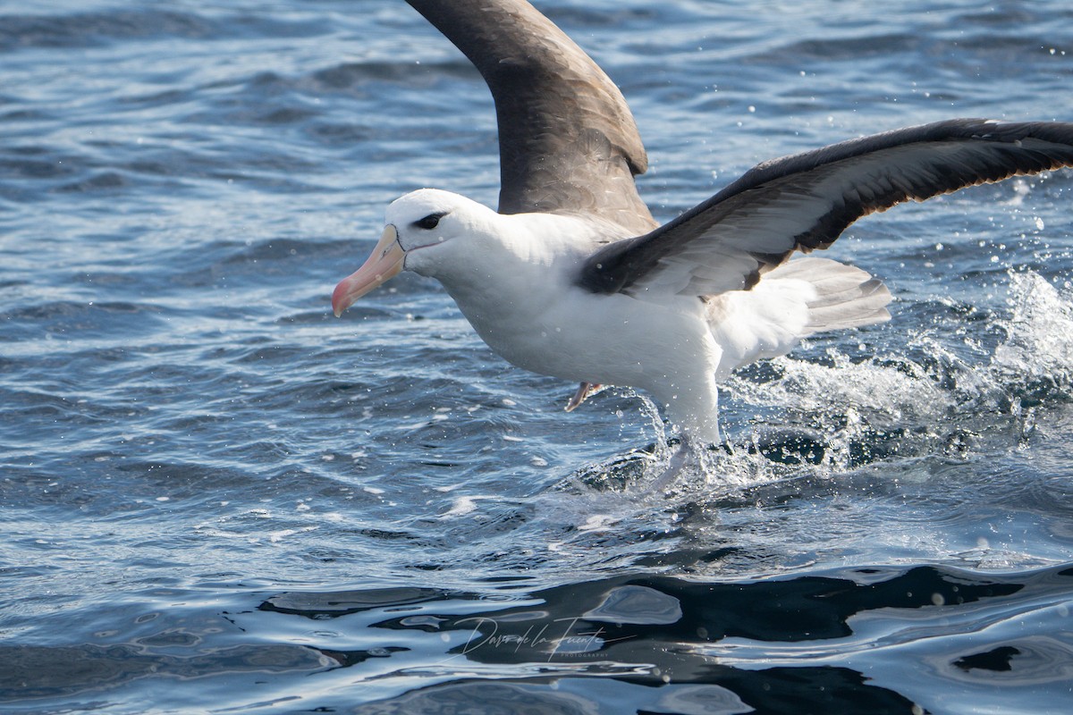 Black-browed Albatross - Darío de la Fuente - Chilean Nature