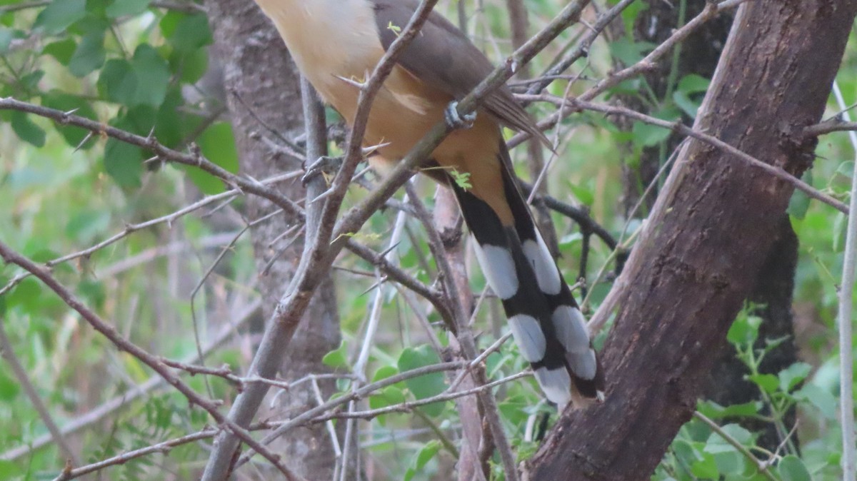 Mangrove Cuckoo - ML619067451