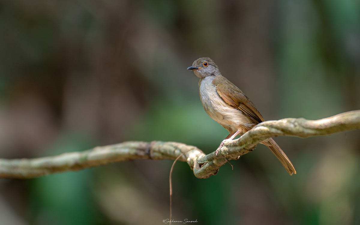 Spectacled Bulbul - ML619067452