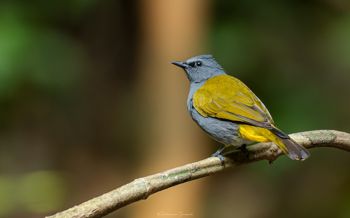 Gray-bellied Bulbul - ML619067461