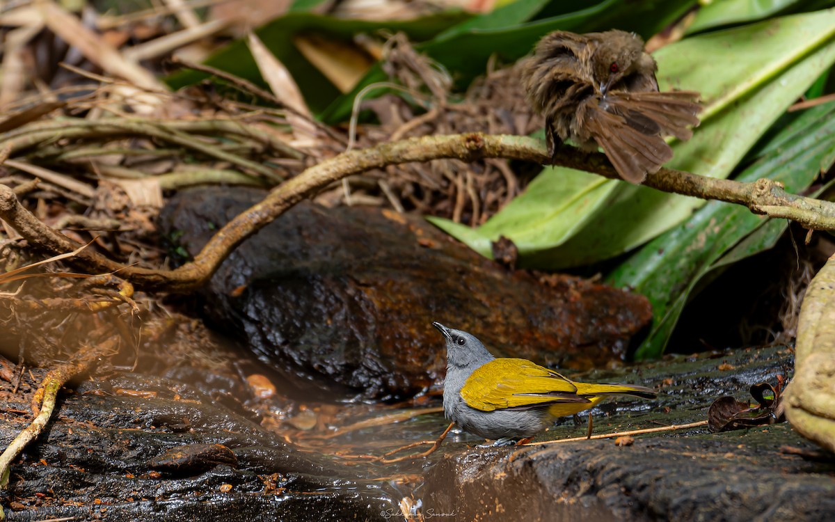 Gray-bellied Bulbul - ML619067462