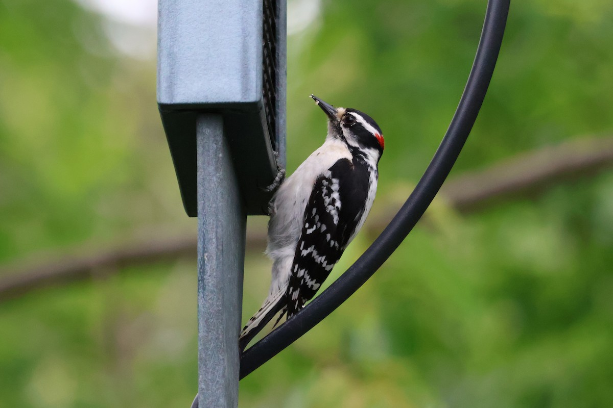 Downy Woodpecker - Eric Cameron