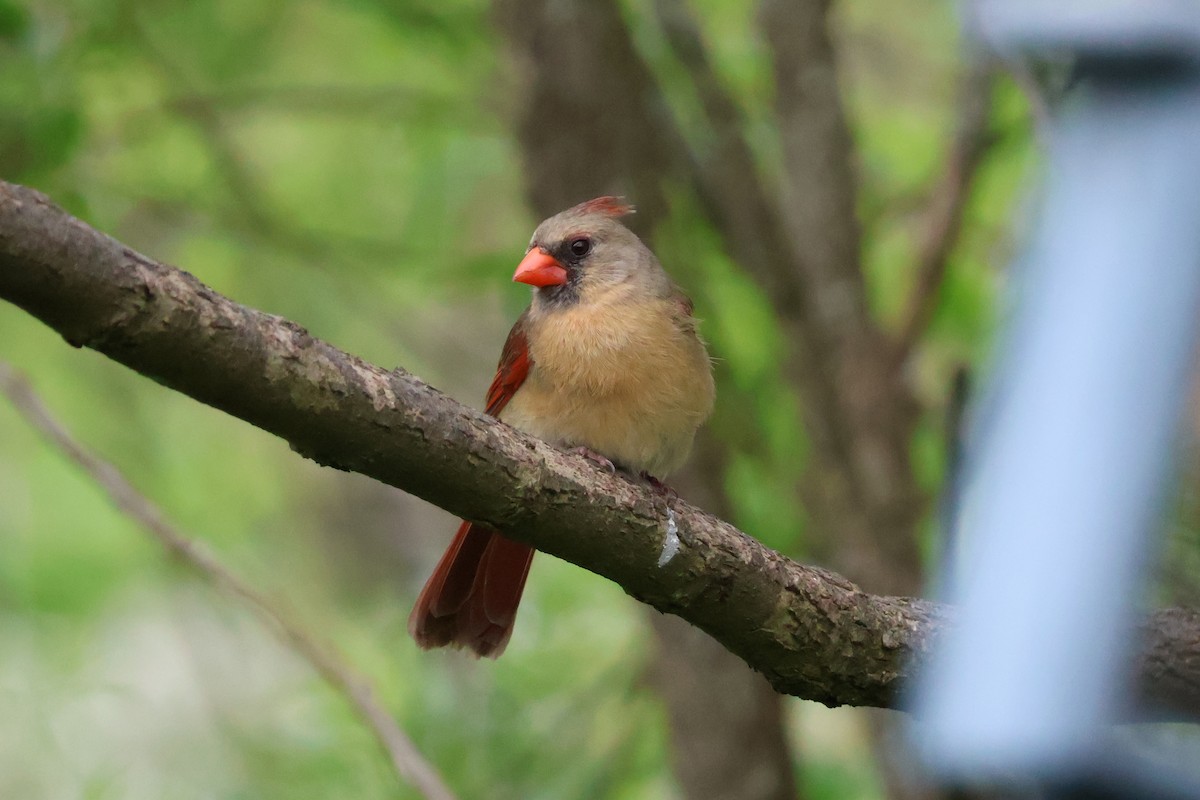 Northern Cardinal - Eric Cameron