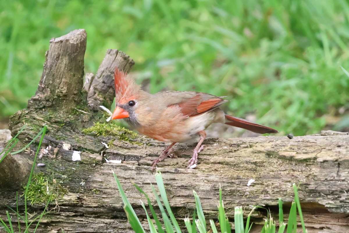 Northern Cardinal - ML619067471