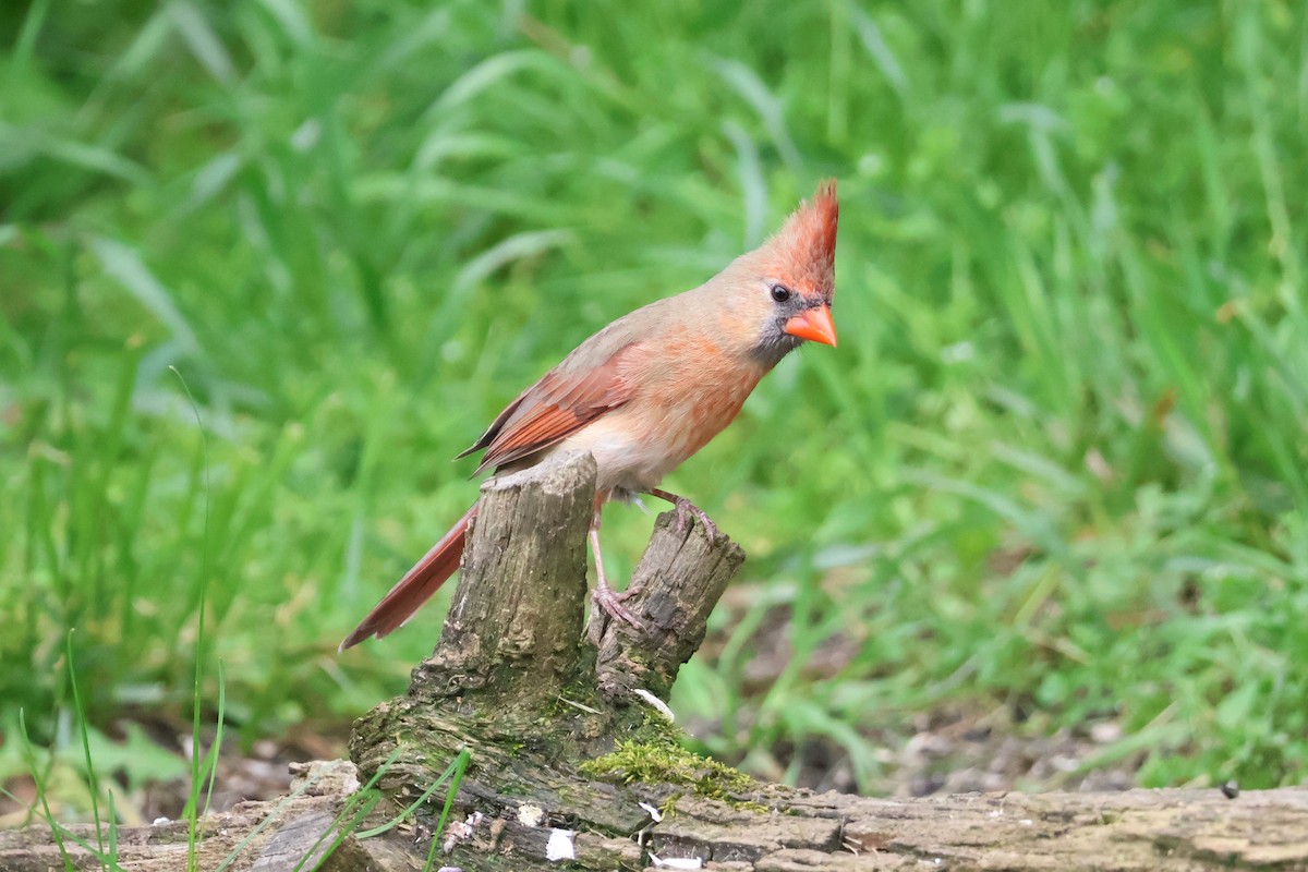 Northern Cardinal - ML619067472