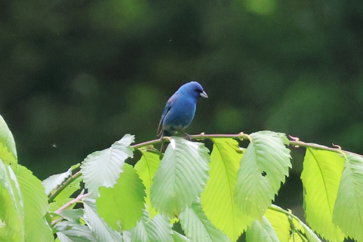 Indigo Bunting - ML619067474