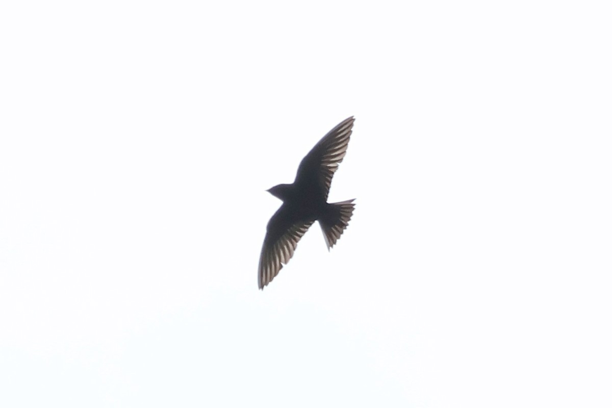 Purple Martin - ML619067477