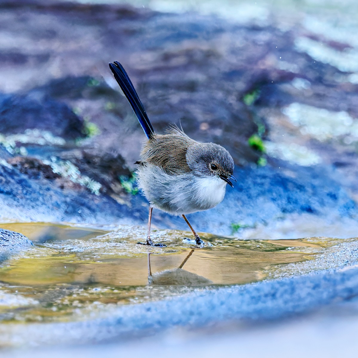 Superb Fairywren - ML619067484