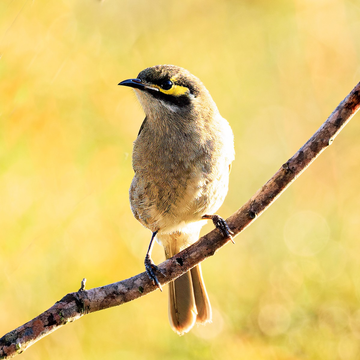 Yellow-faced Honeyeater - Ken Janson